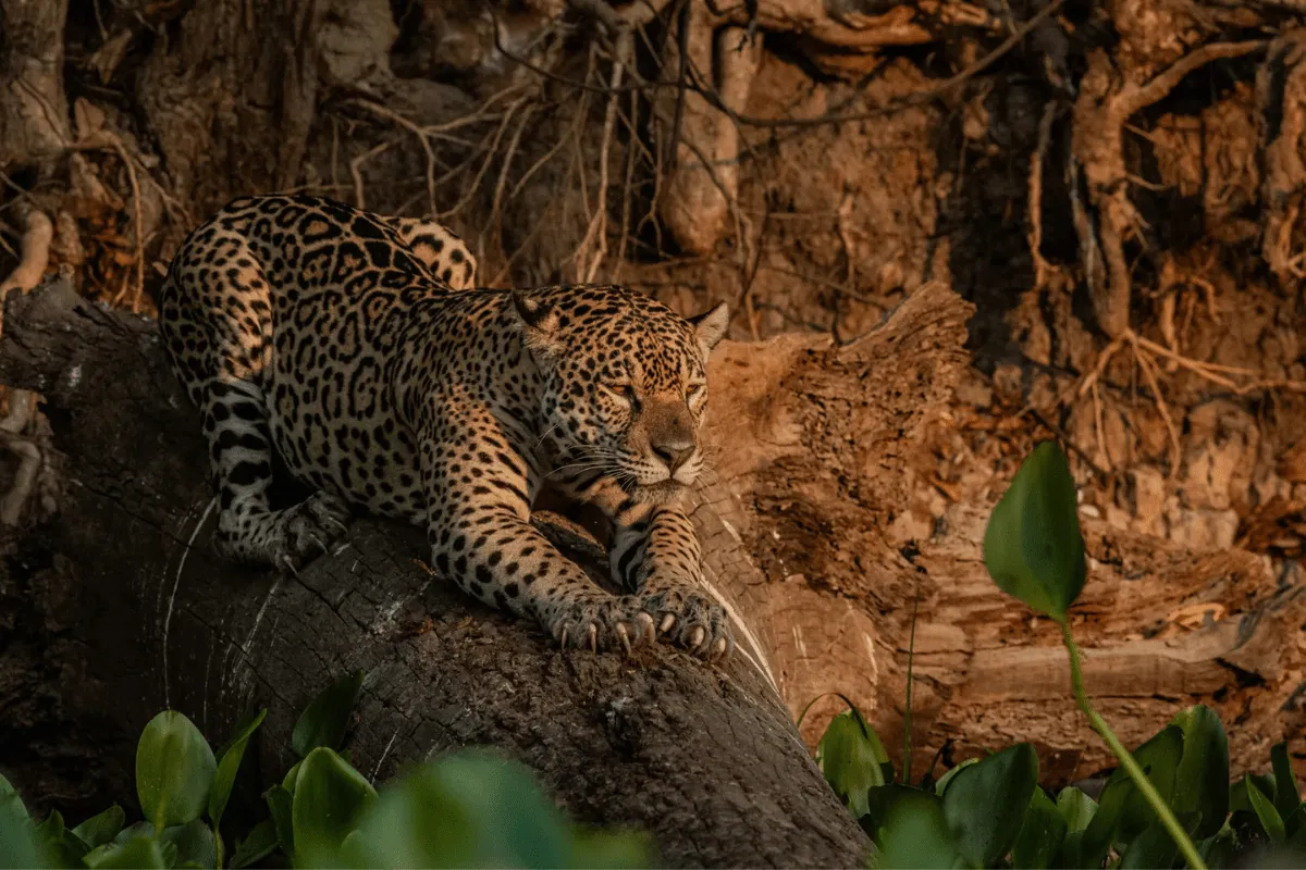 Jaguar Safari Pantanal Price Analysis