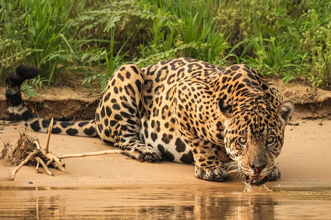 Jaguar Photography Pantanal: Best Spots!