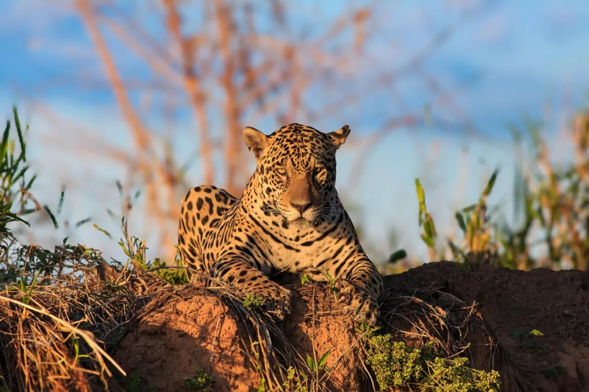 The Best Time of Year for a Successful Jaguar Safari in the Pantanal