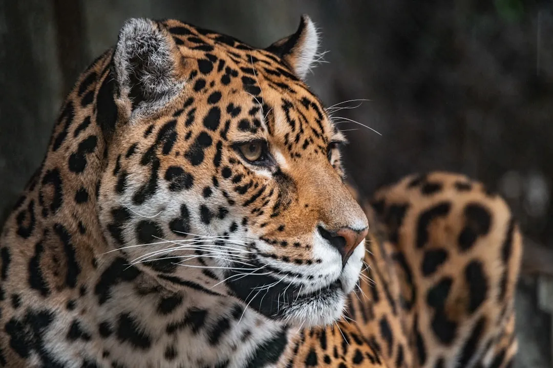 Risks and Precautions: Is a Jaguar Safari in the Pantanal Safe?