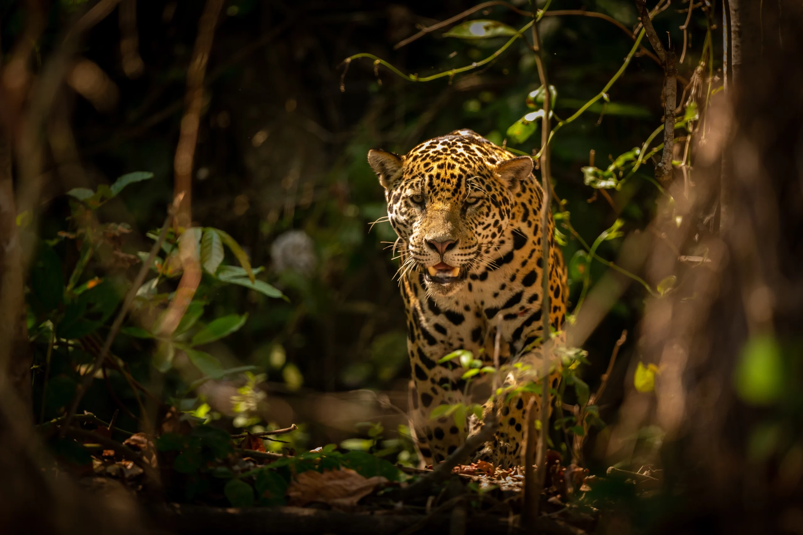 When to Plan Your Jaguar Safari in the Pantanal