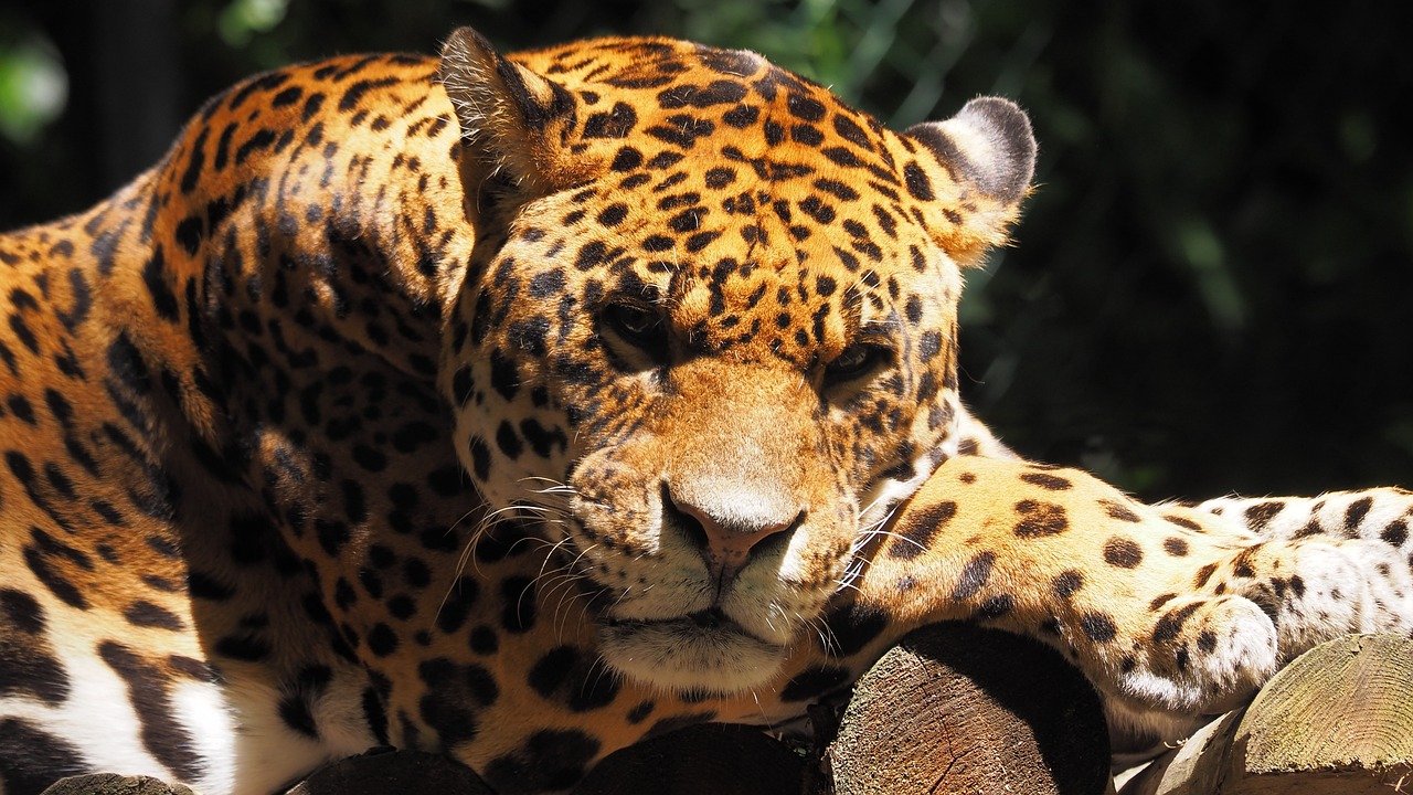 animals-feline-jaguar-3524518