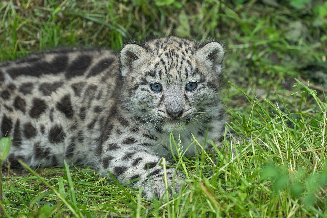baby-snow-leopard-snow-leopard-young-8132690