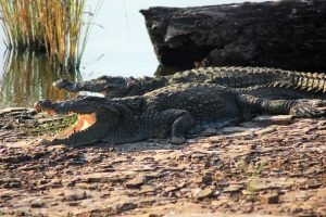 crocodile, muggar crocodile, marsh crocodile-5484285.jpg
