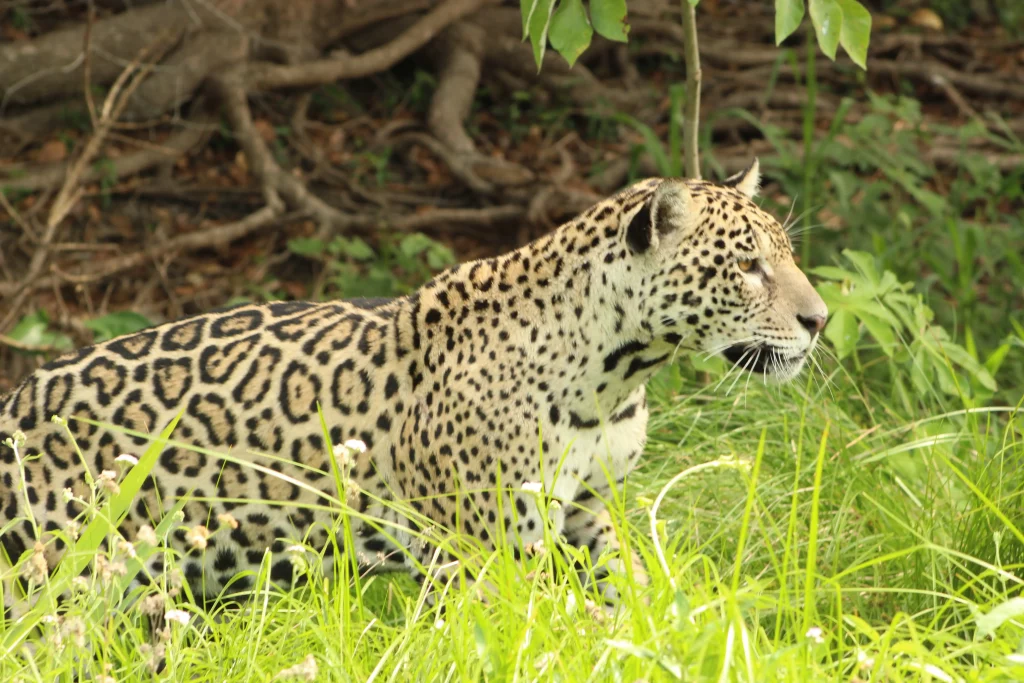 JaguarLand Pantanal Jaguar