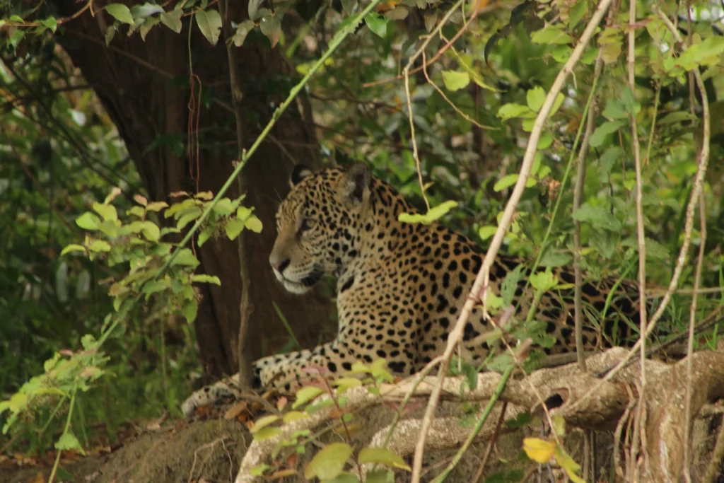 Jaguar Safari in the Pantanal