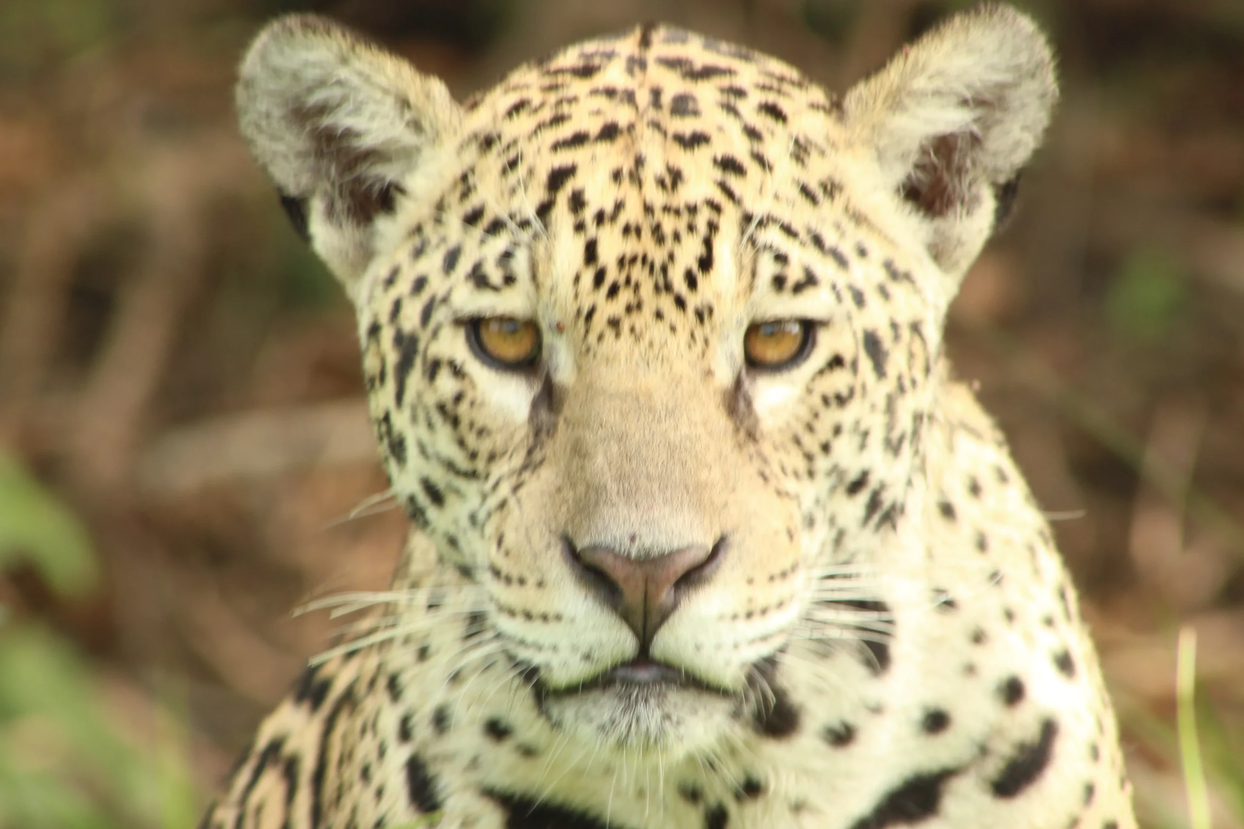 Jaguar-in-pantanaljaguar