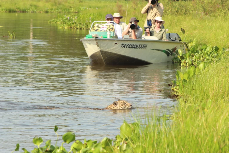 Jaguar Safari in the Pantanal