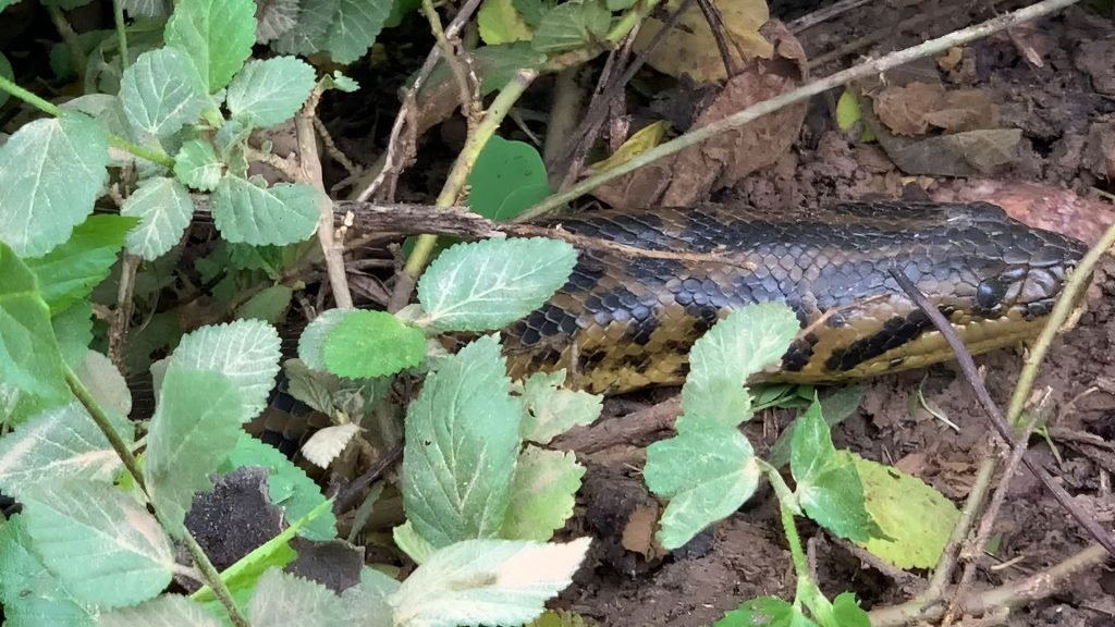 Anaconda in the Brazilian Pantanal