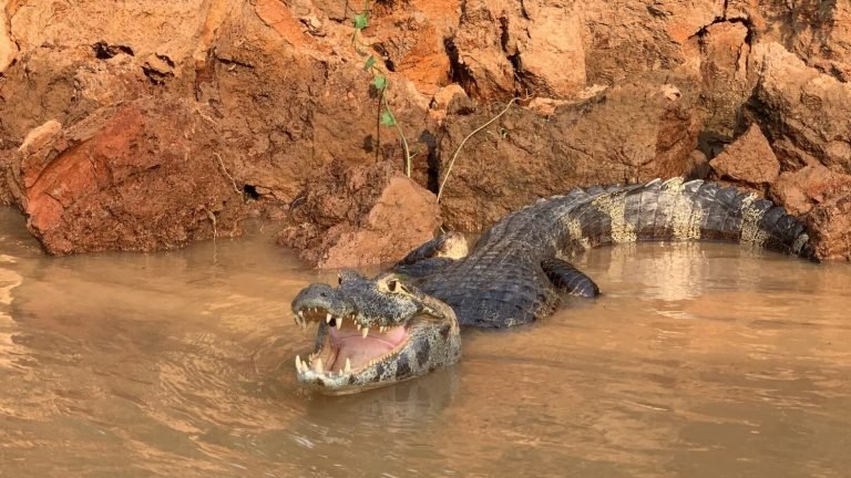 Animal Documentary - Pantanal Brazil