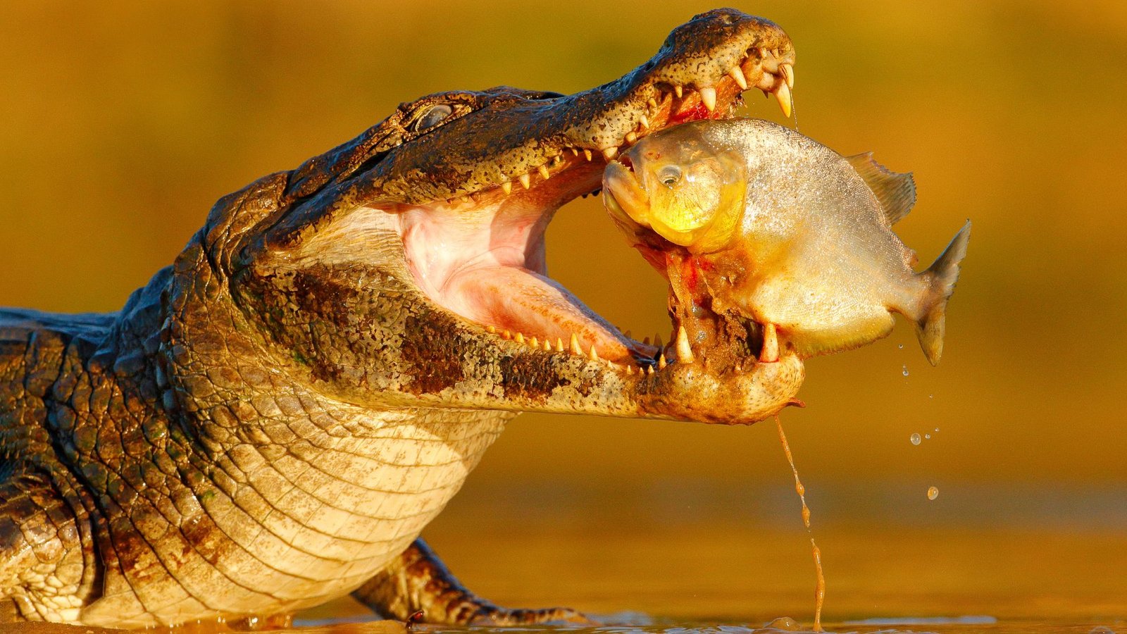 What animals can I see in the Brazilian Pantanal?