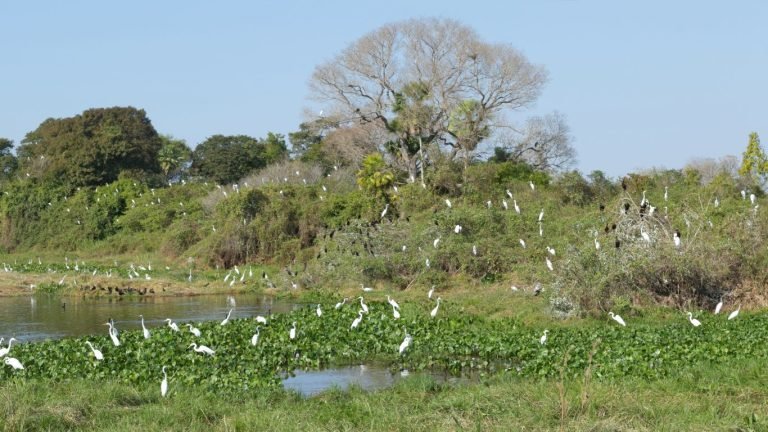 Bird photos in the Pantanal