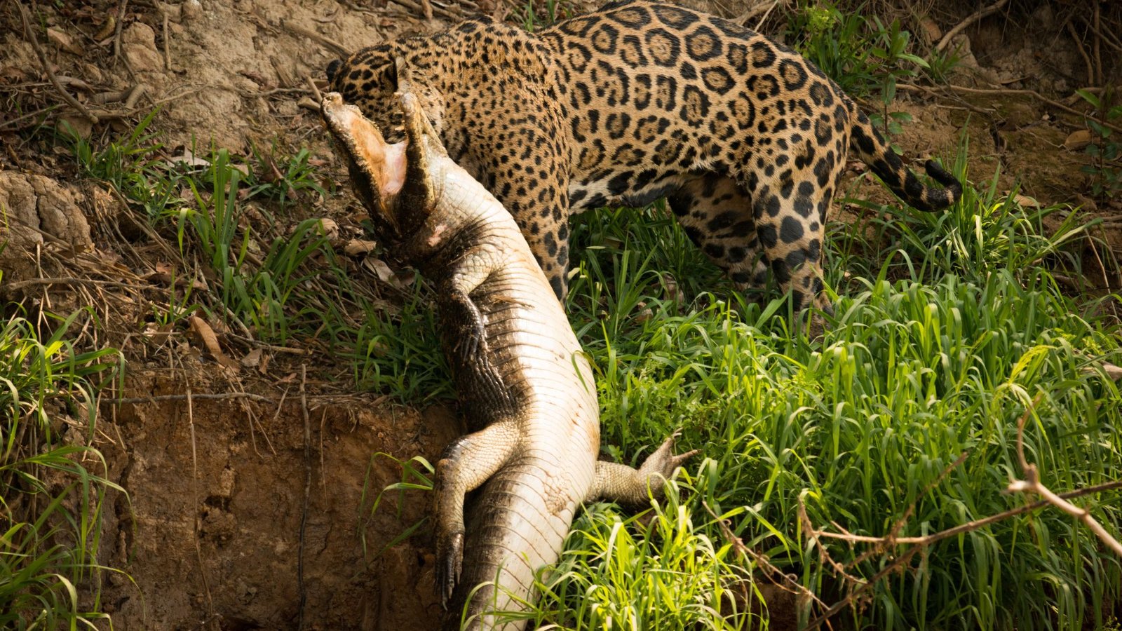 Pantanal documentary wild animals