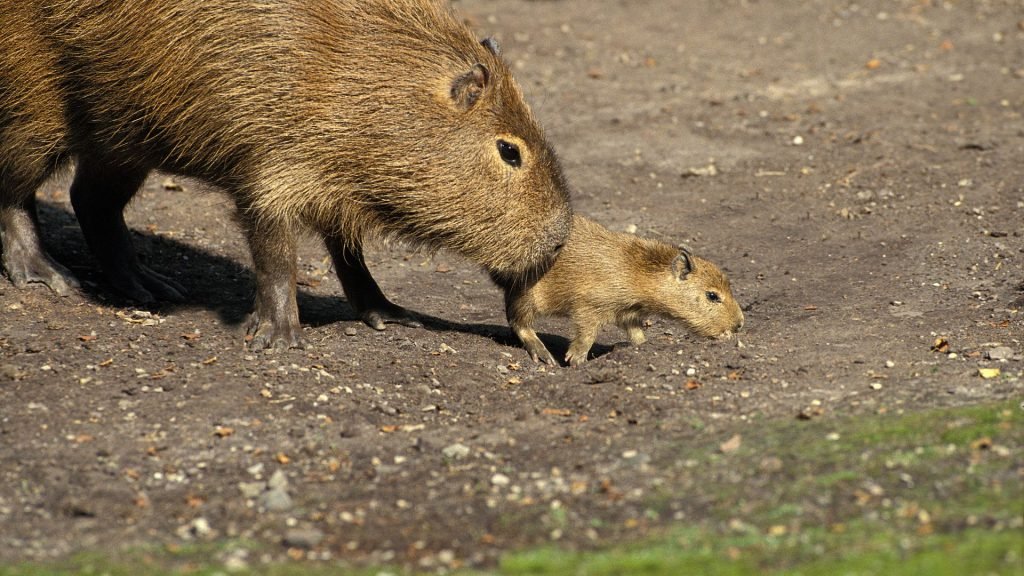 Capybara - Nature Photography and Tours in the Pantanal