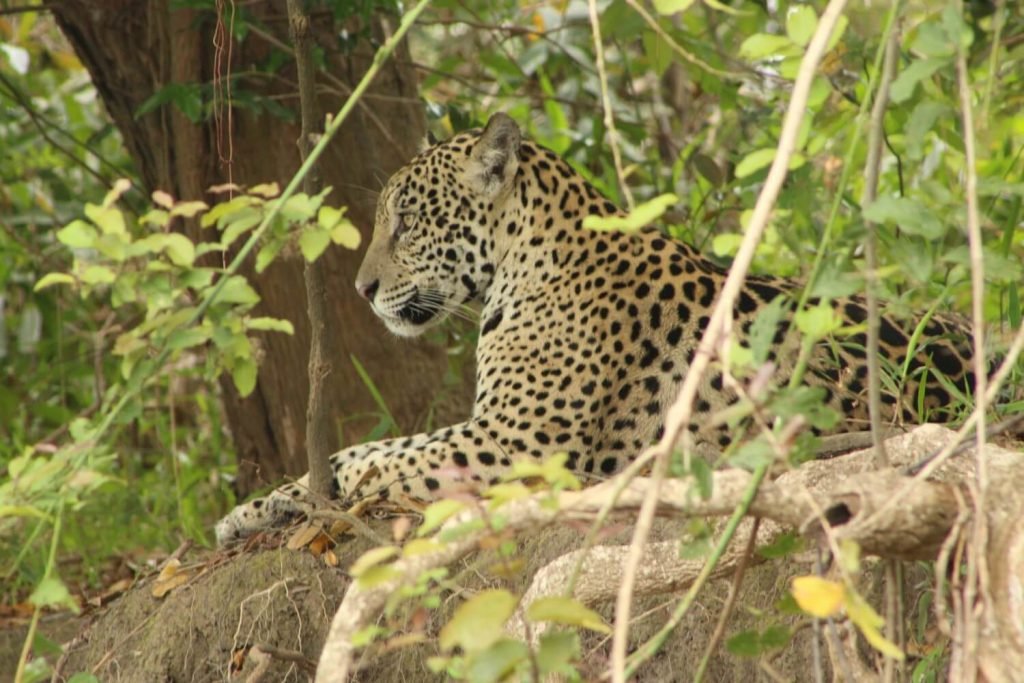 Jaguar - Pantanal safari package