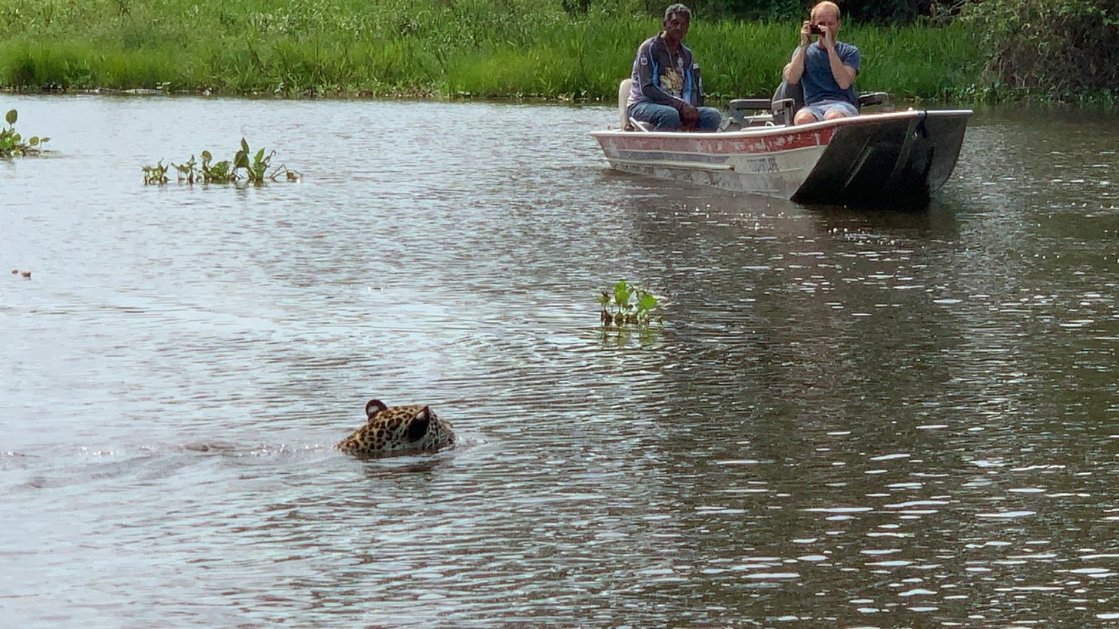 Jaguar tours in the Pantanal