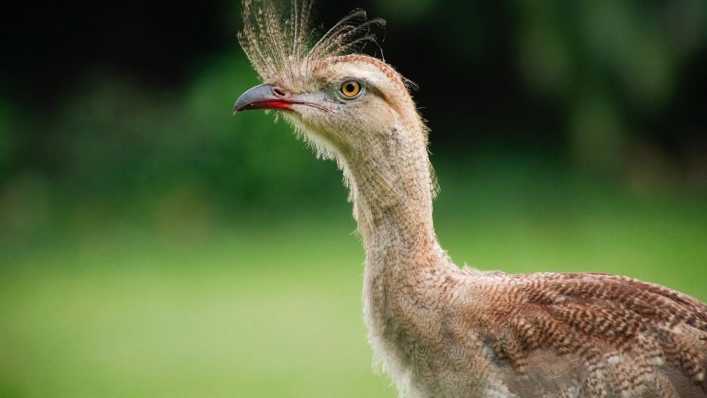 Seriema - Bird photos in the Pantanal