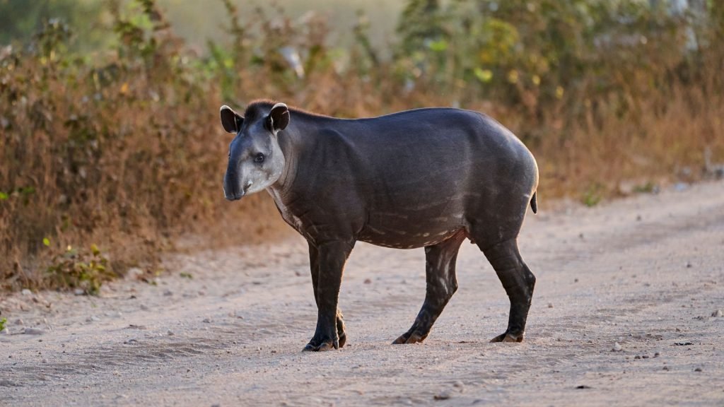 Tapir - Exploring the biodiversity of the Pantanal