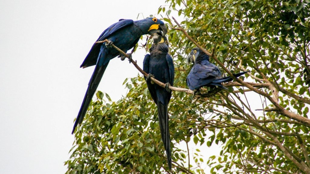 Hyacinth macaw - Exploring the biodiversity of the Pantanal