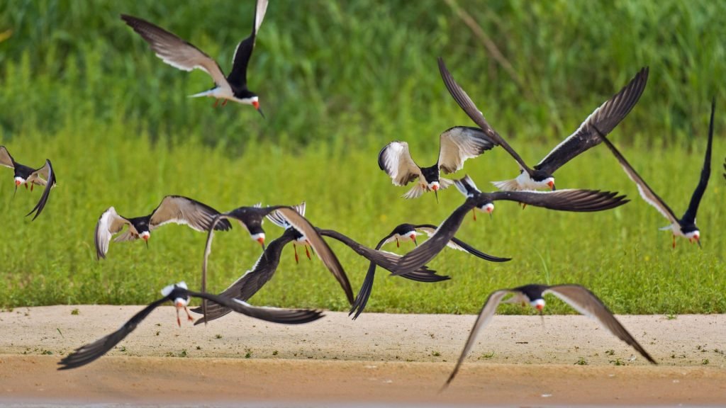 birds in pantanal brasil