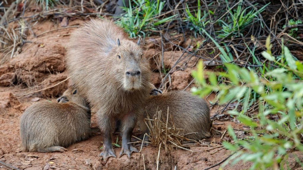 Capybara - Northern Pantanal