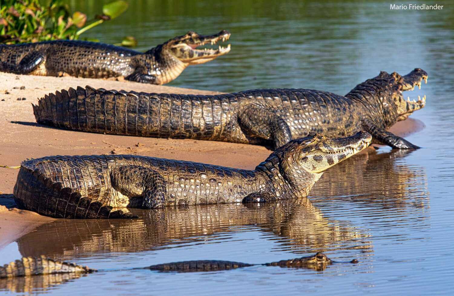 Pantanal Jaguar Safaris 6 Days in BrazilPhoto #2 