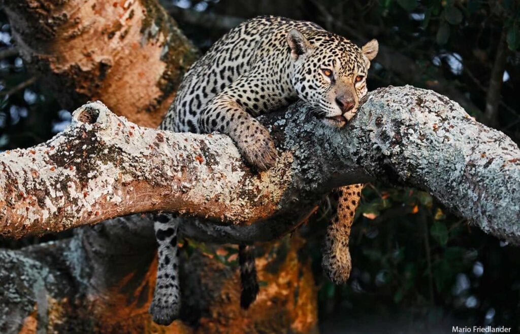 PANTANAL JAGUAR