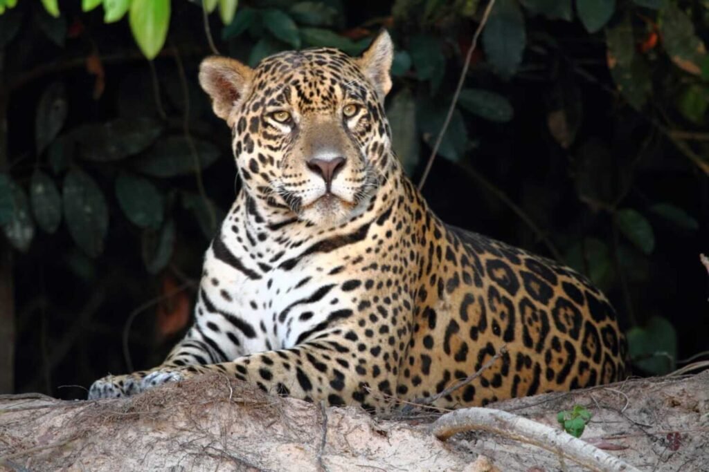 PANTANAL JAGUAR