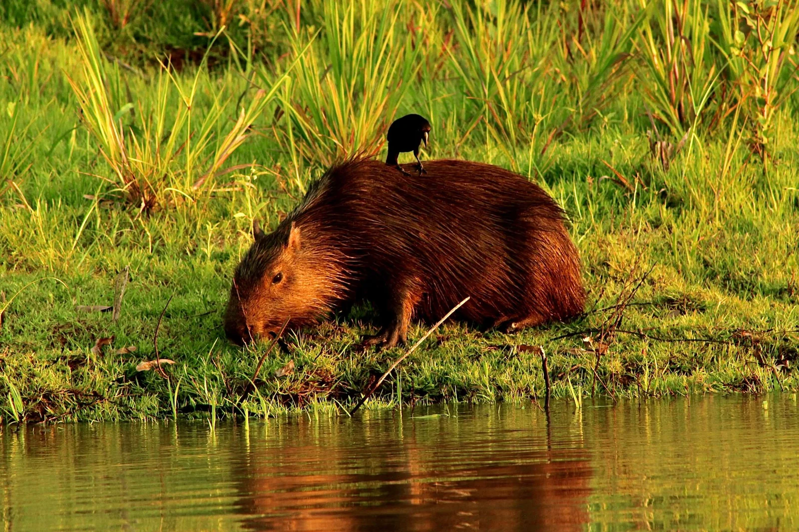 Pantanal Jaguar Safaris 6 Days in BrazilPhoto #9 