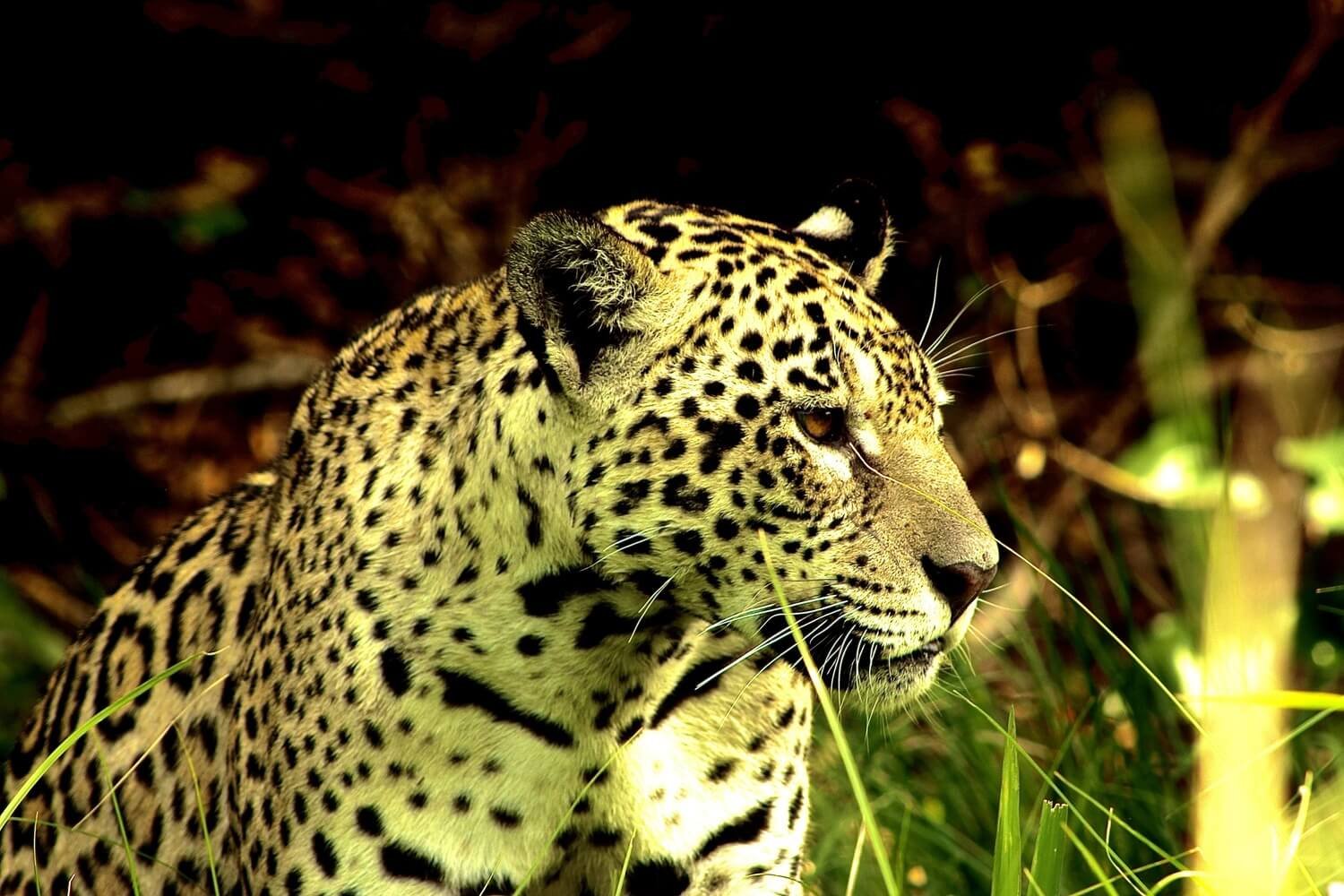 Pantanal Jaguar Safaris 6 Days in BrazilPhoto #5 